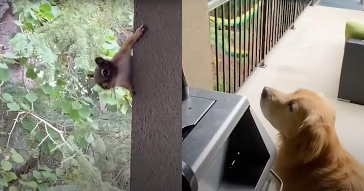 Golden Retriever and His Grandpa Create ‘Heartwarming’ Gift
for His Squirrel Best Friend