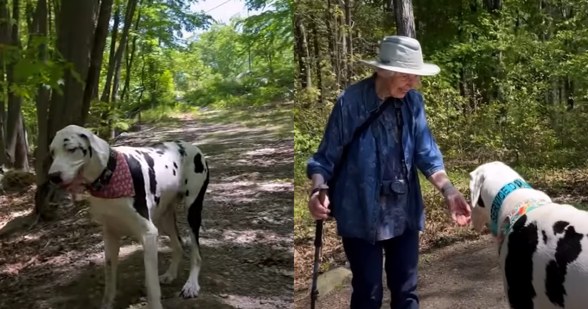 Great Dane Forms Heartwarming Bond with Woman and Embraces
Her as His Grandma