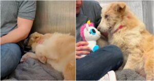 Guy Gives Despondent Shelter Dog A Squeaky Toy And She
Lights Up