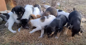 Heartfelt Moment as Mother Dog Reconnects with Her Stolen
Puppies