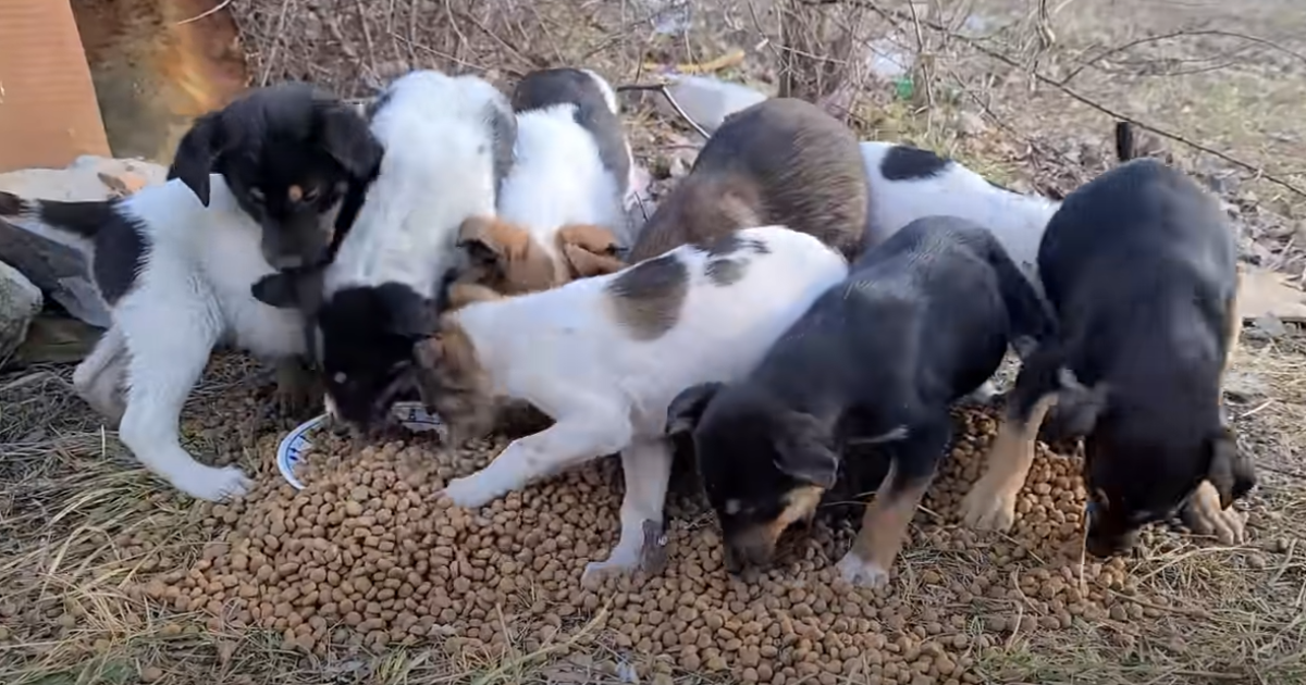 Heartfelt Moment as Mother Dog Reconnects with Her Stolen
Puppies