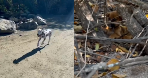 Heroic Dalmatian’s Brave Forest Rescue: Saving a Terrified
Abandoned Puppy from the Wild