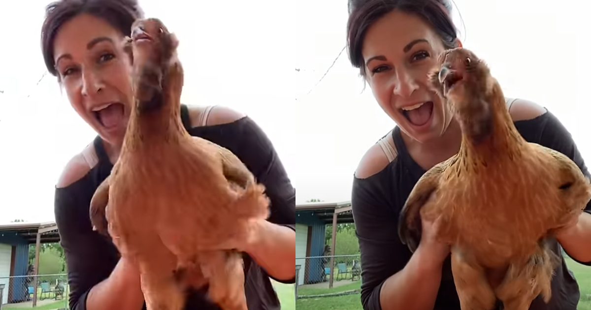 Hilarious Ticklish Chicken Francis Brings Joy with Her
Uncontrollable Laughter