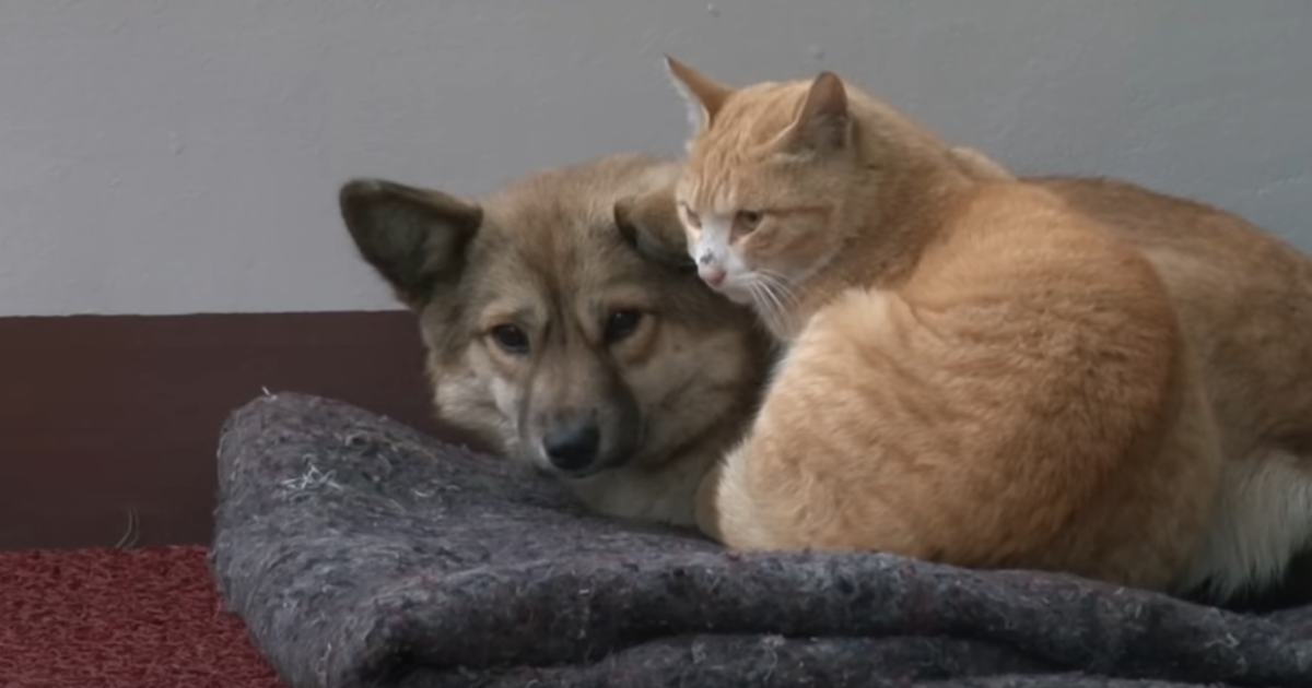 Homeless Cat Became the Guardian and Comforter of an
Abandoned Dog