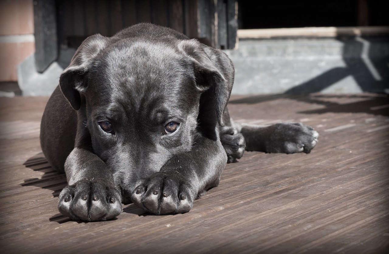 How To Manage A Dog With Separation Anxiety