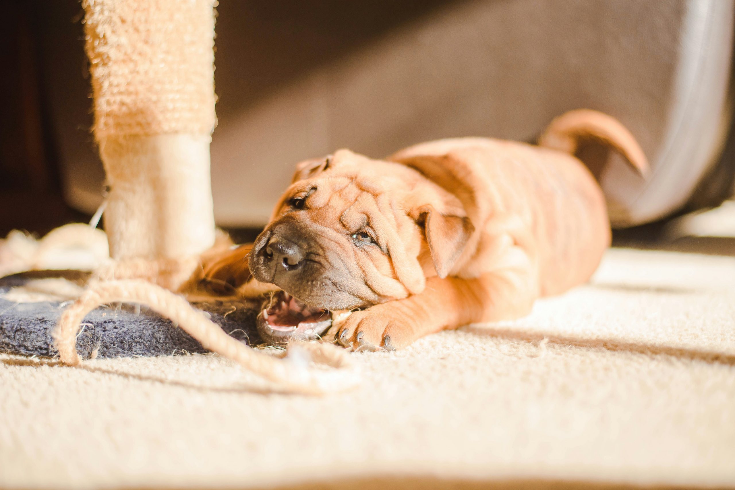 How To Stop Your Dog From Chewing On Furniture