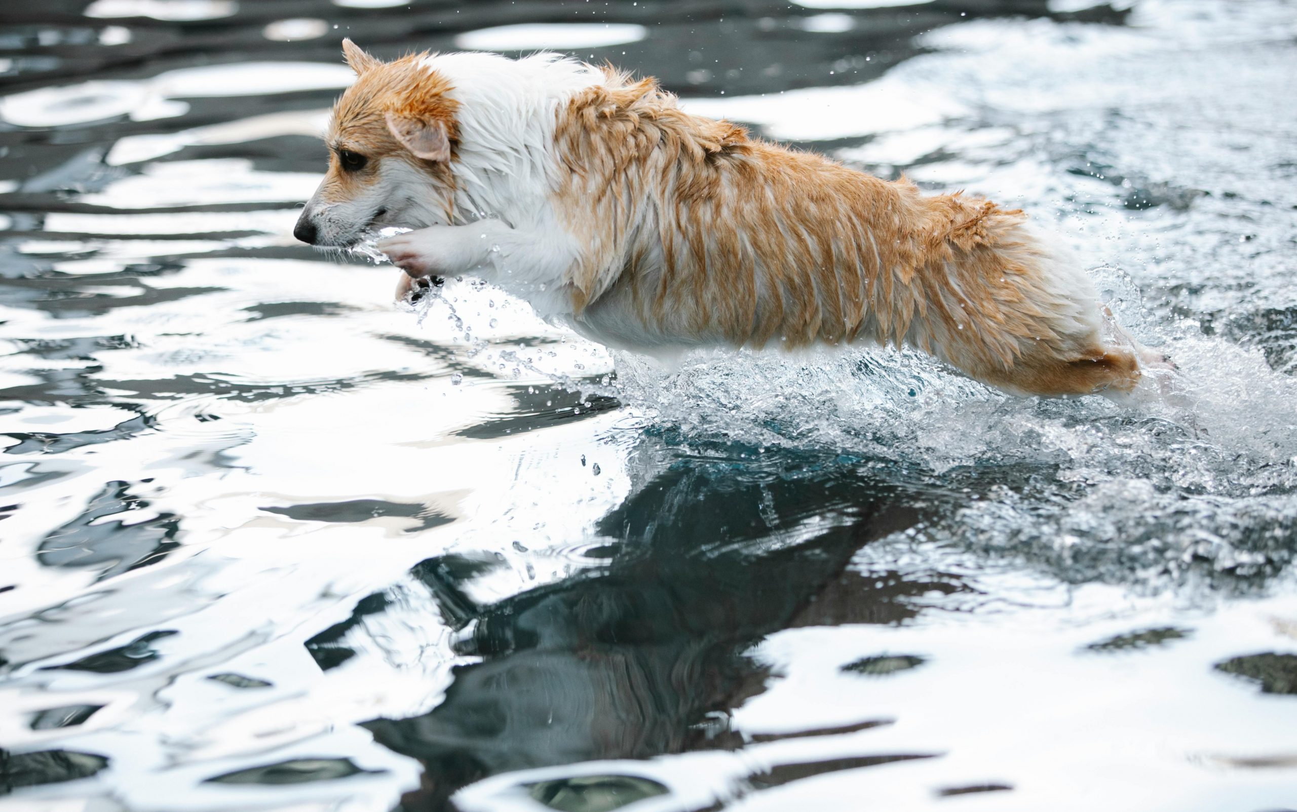 How To Teach Your Dog To Swim