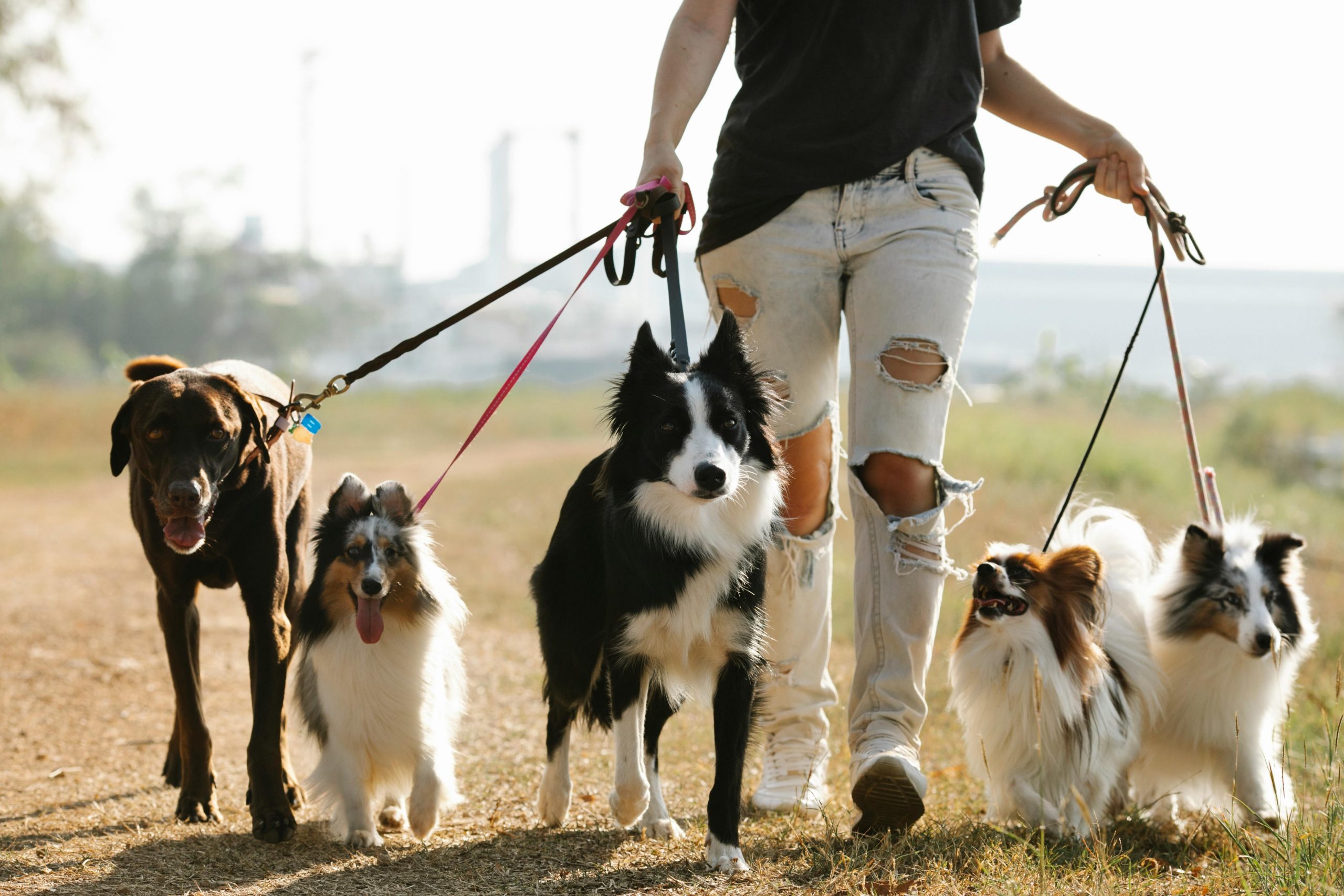 How To Train A Dog To Use A Leash