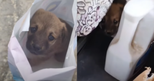 How a Tiny, Helpless Puppy Found a Forever Home at a Busy
Construction Site