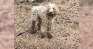 Hurt Poodle Learns to Trust Again, Gets Amazing Reward from
People