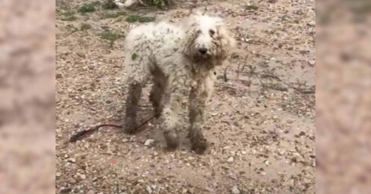 Hurt Poodle Learns to Trust Again, Gets Amazing Reward from
People