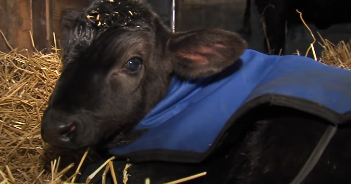 Indiana Farmer’s Ingenious Hot Tub Rescue Saves Freezing
Newborn Calf’s Life