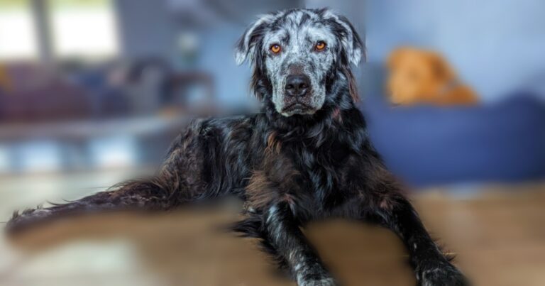 Jet Black Dog Turns Stark White, His Before And After Is
Astounding