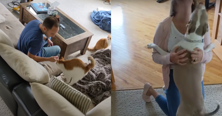 Joyful Pitbull and Nonchalant Cat Reunite with Family After
Month-Long Separation