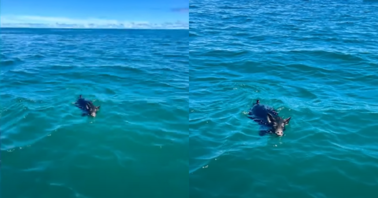 Kailua Family’s Astonishing Ocean Rescue: Saving a Stranded
Pig Miles from Shore