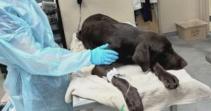 Kind People Rescue Struggling, Sickly Dog and Take It for
Treatment