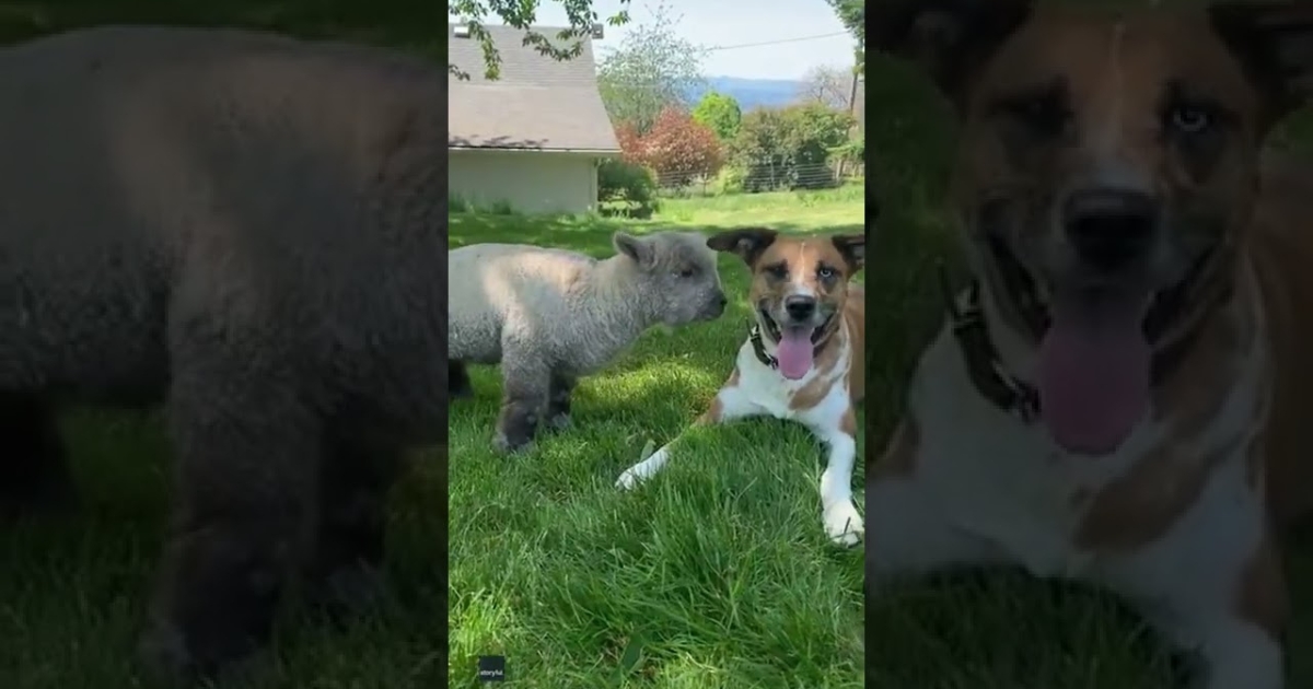 Lamb Feels Sad After Mom Rejects Her, But a Dog Steps In to
‘Adopt’ Her”