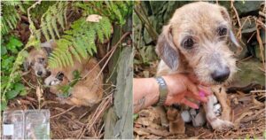 Listless Dog Concealed Puppies In Embankment Weary Of People
Above