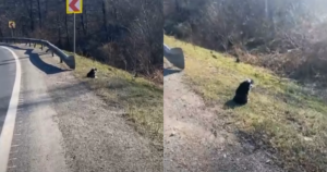 Little Puppy Polly’s Fear and Desperate Wait for Her
Mother