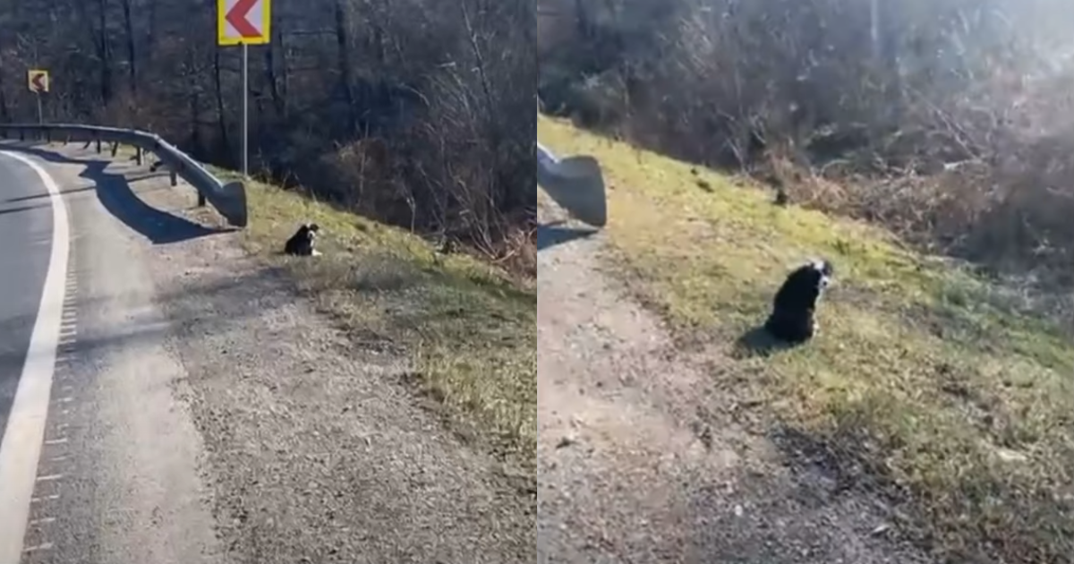 Little Puppy Polly’s Fear and Desperate Wait for Her
Mother