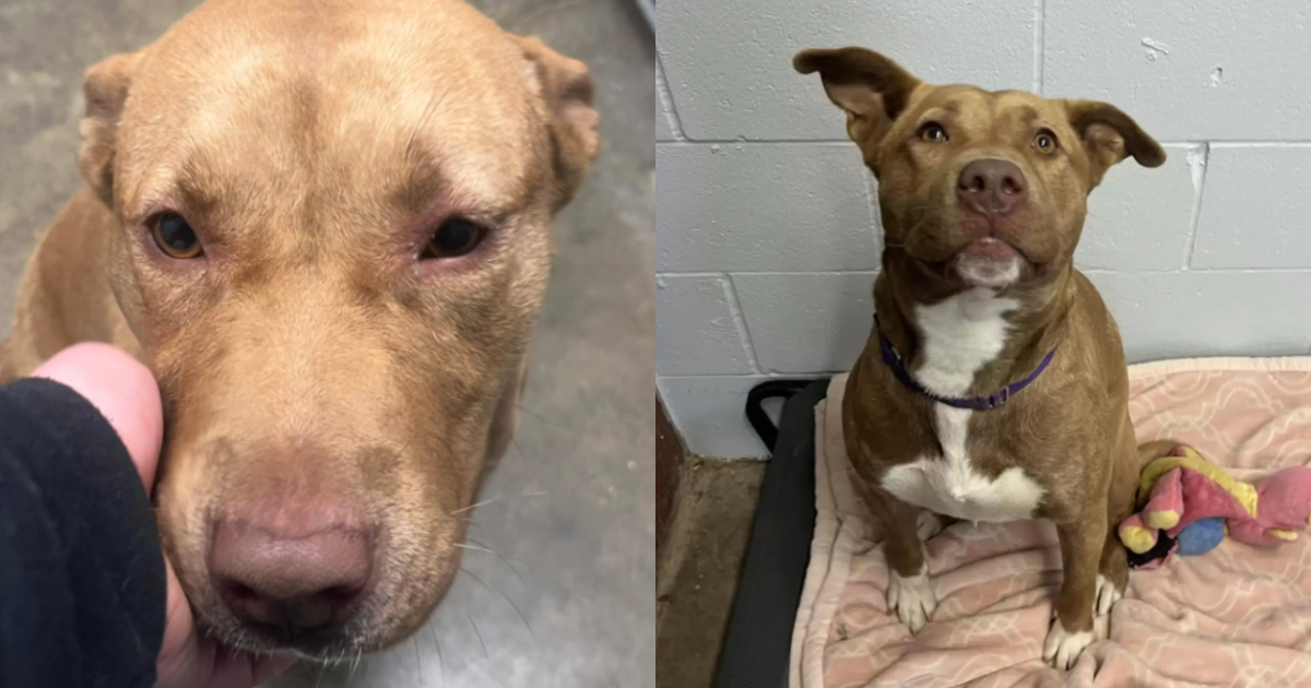 Lonely Dog Plays Alone While Others Find Homes at
Shelter