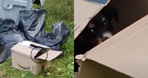 Man Discovers ‘Abandoned’ Puppy in Amazon Box and Springs
into Action