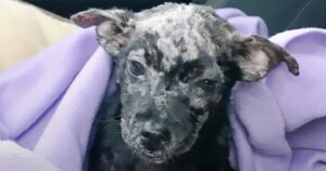 Man Put His ‘Blistered’ Puppy In A Box And Placed Her On
Shelter’s Doorsteps