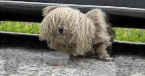 Matted Dog Caked In Mud Comes Out From Under Car To Befriend
Woman