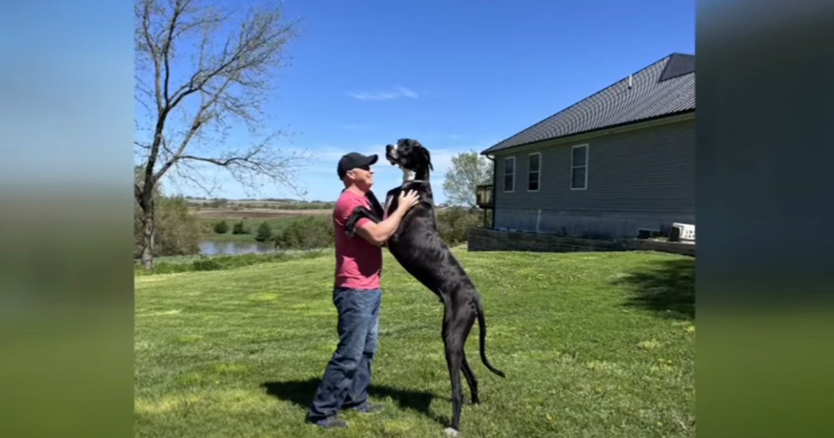 Meet the Guinness World Records Holder for the Tallest Dog
in Iowa