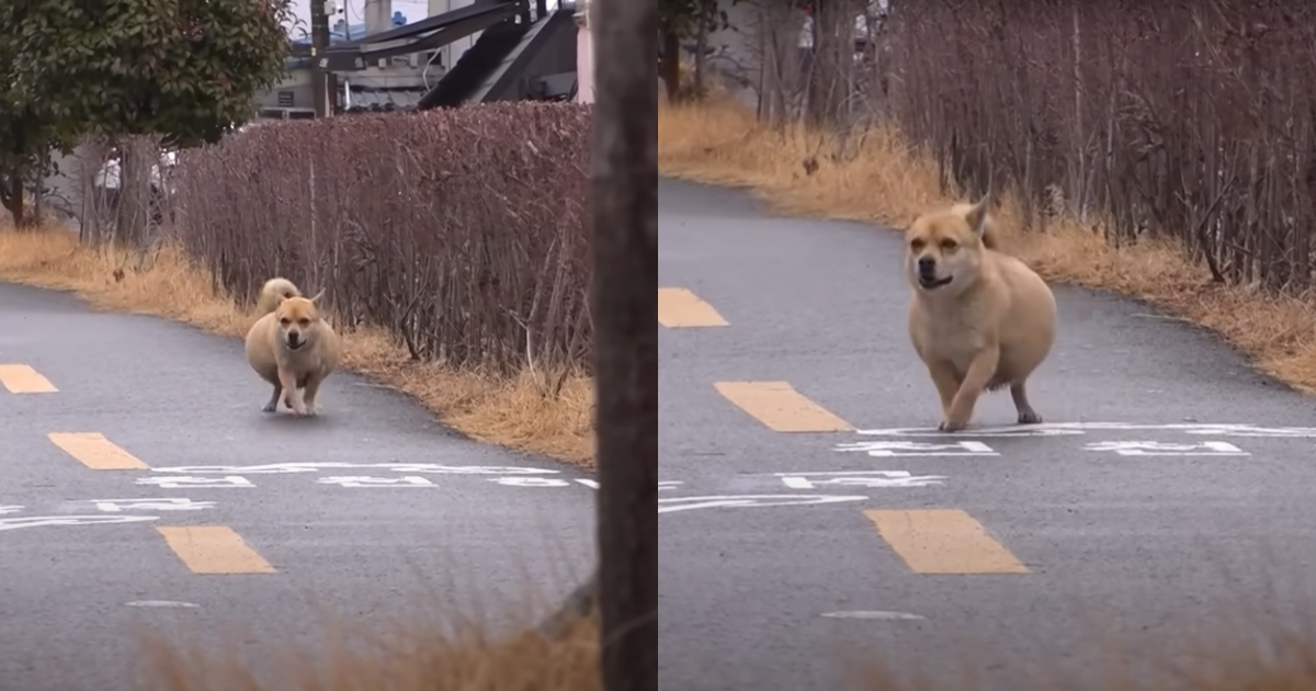 Not Pregnant: A Dog With an ‘Unusually’ Large Swollen
Belly