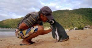 Penguin Travels 5,000 Miles Every Year For Reunion With
Fisherman Who Rescued Him