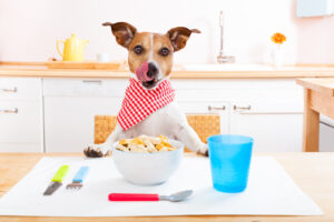 Picky Eater? Check Out Our Top Ways To Get Your Fussy Dog To
Chow Down