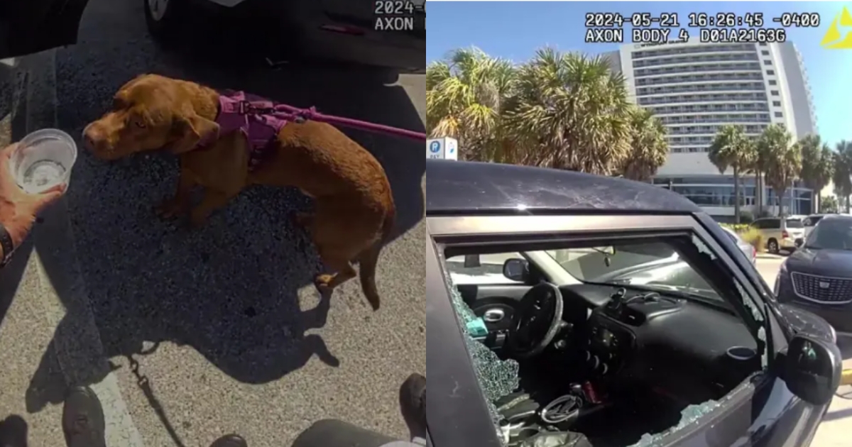 Police Officers Rescue Dog from Overheated Car, Owner Faces
Charges