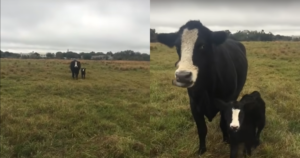 Proud Mama Cow Joyfully Introduces Her Adorable Calf to
Delighted Owner