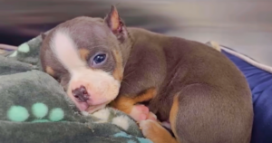 Puppy Abandoned After Botched Ear Cropping At Only One Month
Old