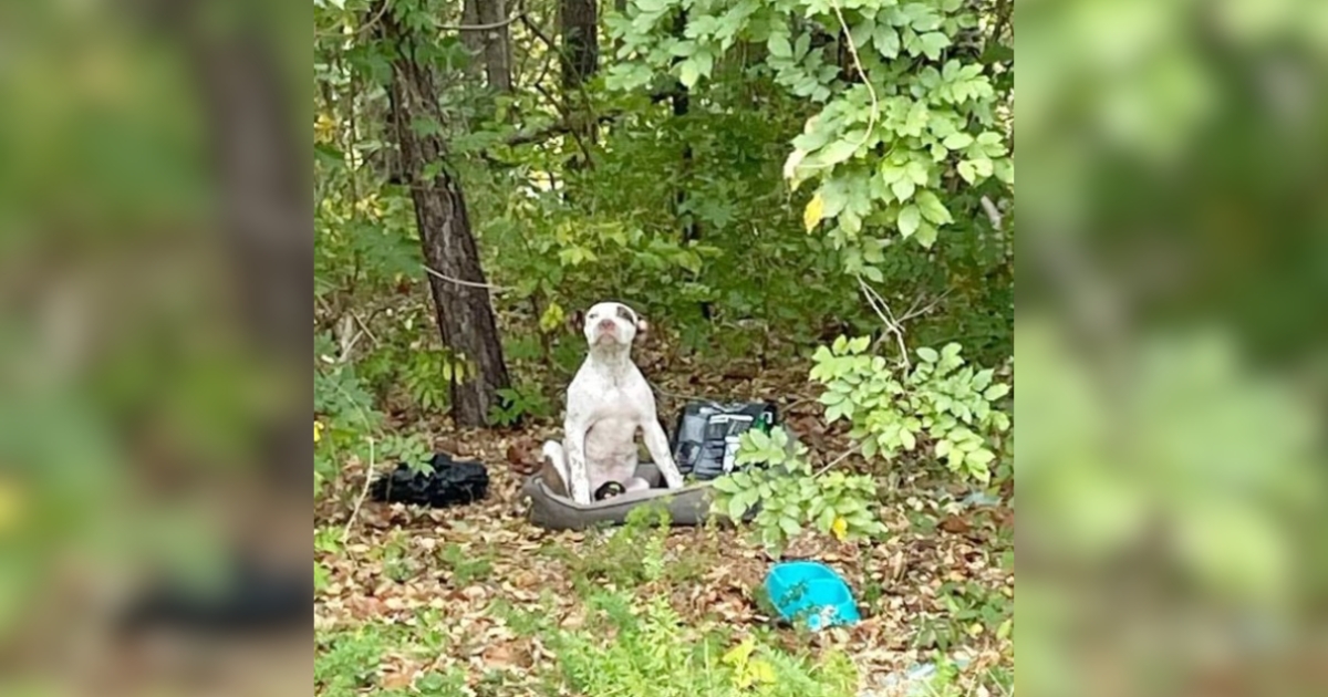 Puppy Abandoned in Forest with All His Belongings Waits for
Someone to See Him