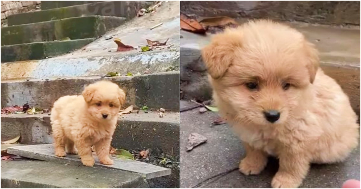 Puppy Decides ‘The Stray Life’ Is Too Difficult And Asks For
A Home