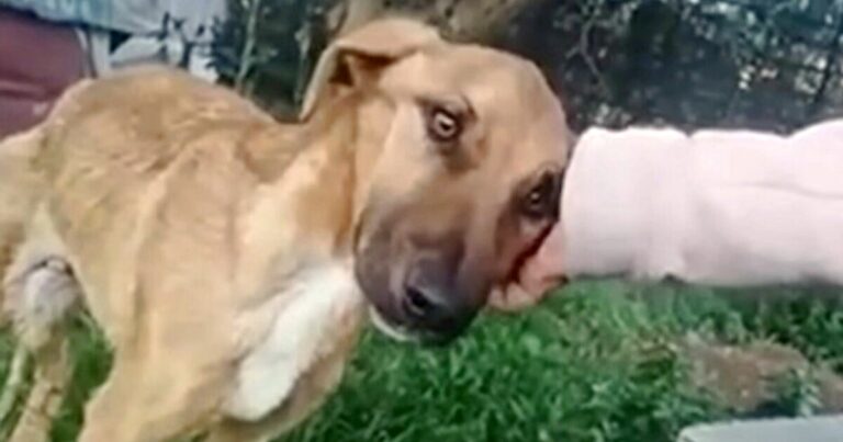 Puppy Hurriedly Hugged Woman When She Extended Her
Hand