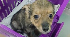 Puppy Left In Bin Wants To Go With Little Girl Who’s Just
Like Him