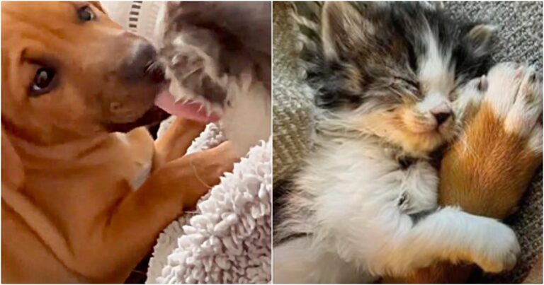 Puppy Picks Kitten To Be His Family And She Adopts Him Right
Back