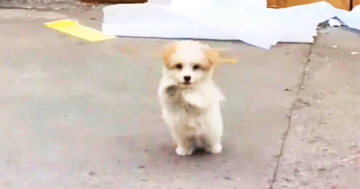 Puppy Stood And Raised Her Paws, Telling Woman To ‘Pick
Me’