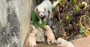 Rain Came Down And There Was No Shelter To Keep Dog And
Babies Dry