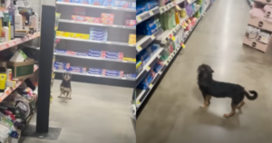 Remarkable Encounter Leads to Forever Home for Stray Dog at
Dollar General