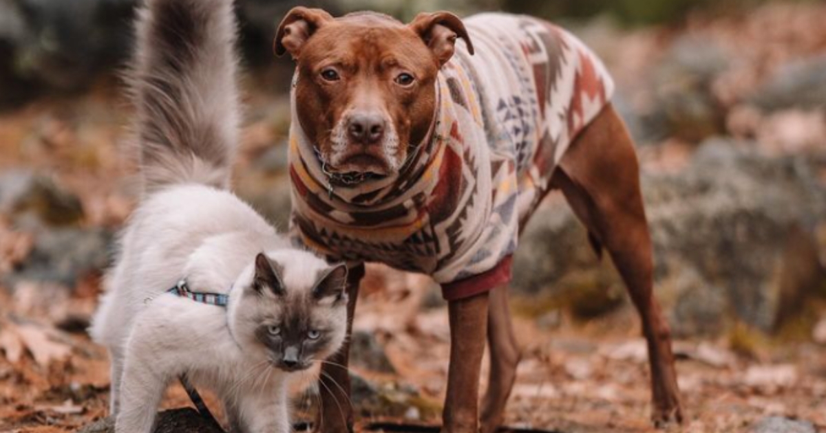 Rescue Pit Bull Didn’t Like Other Dogs, But Then He Found
His Perfect Cat Brother