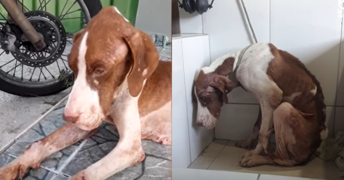 Rescued Canine Transforms After Being Found Emaciated and
Despairing