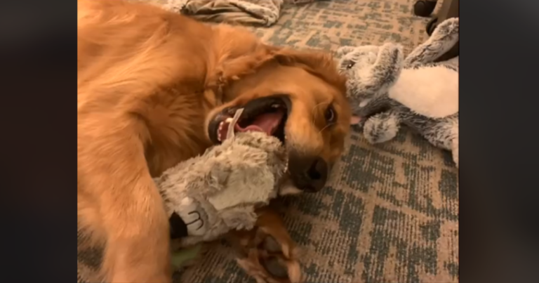 Rescued Dog from the Streets Experiences Joy by Choosing His
First-Ever Toy