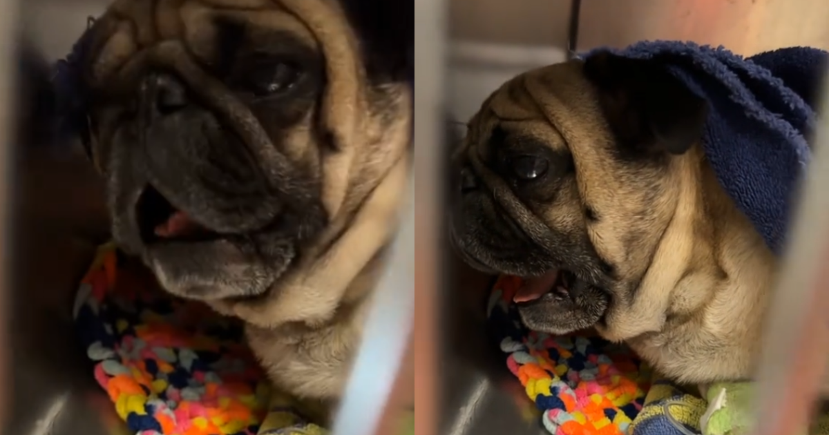 Roofus the Pug Steals Hearts with Dramatic Post-Surgery
Performance