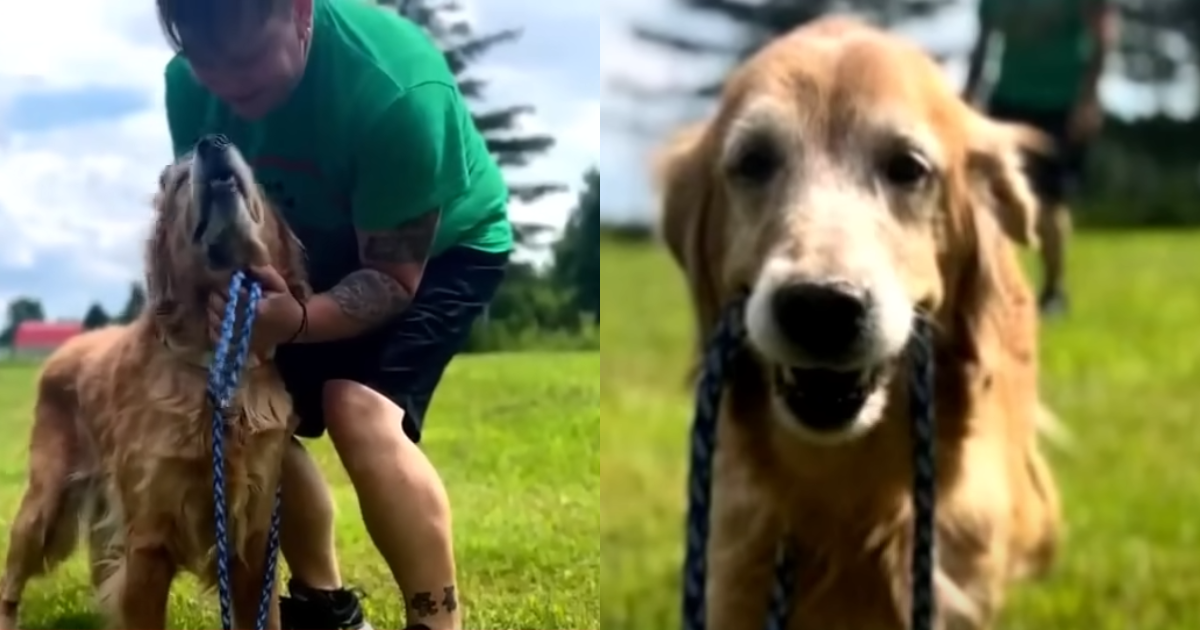 Senior Dog’s Surrender to Local Shelter Sparks Outrage
Across Online Communities