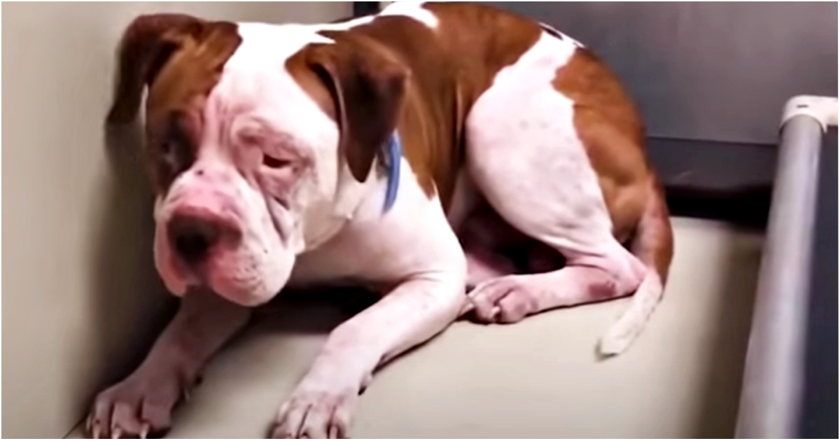 Shaking Pit Bull Wouldn’t Leave A Shelter Corner But
Suddenly ‘Heard A Voice’, And Inched Forward