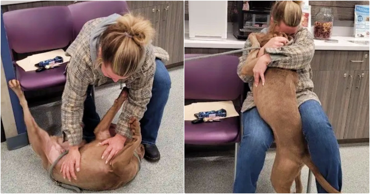 Shelter Dog ‘Whips’ Head Around When Woman Calls Him By His
Real Name